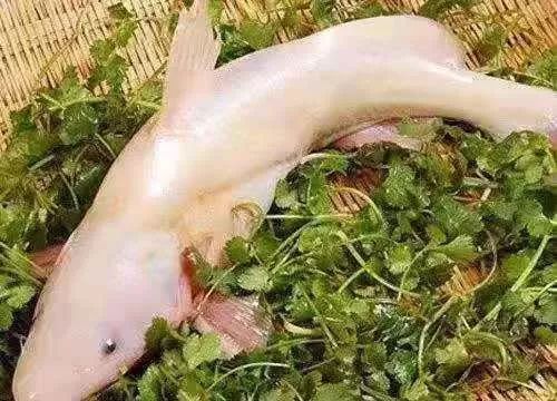 武穴江边这家店搞事情9块9吃烤鱼