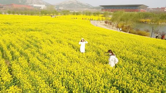 山东交通学院油菜花图片