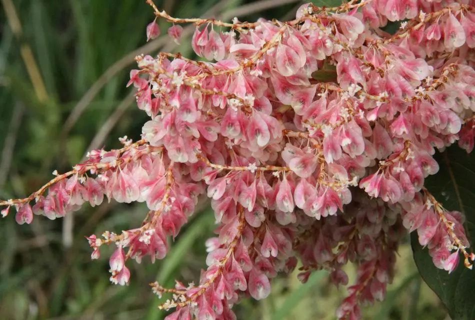 小时候吃的酸筒杆却是很多中成药的原材料人工种虎杖效益相当不错