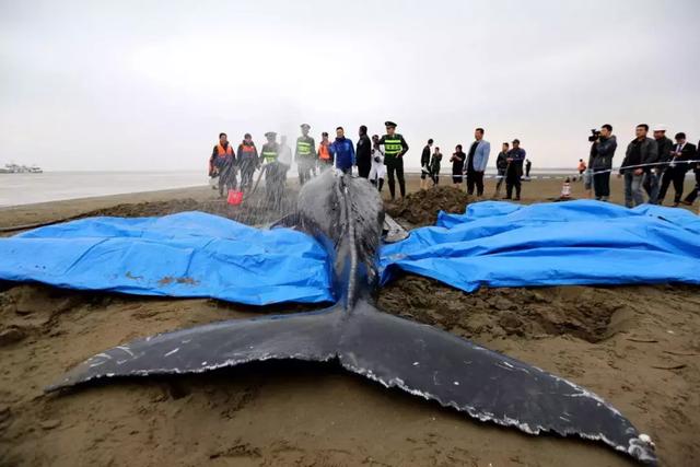 从搁浅到死亡,这是一个极为短暂的时间,紧迫到人类的救助几乎没有任何