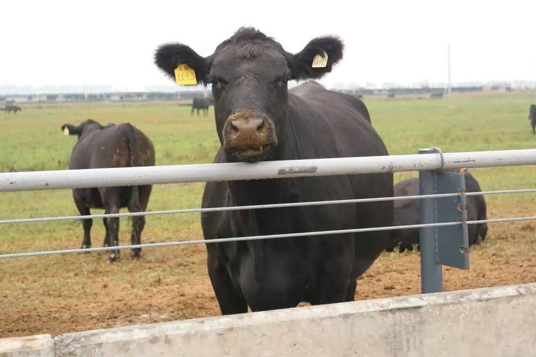 乳报分享俄罗斯农业大亨miratorg的肉牛产业链形成