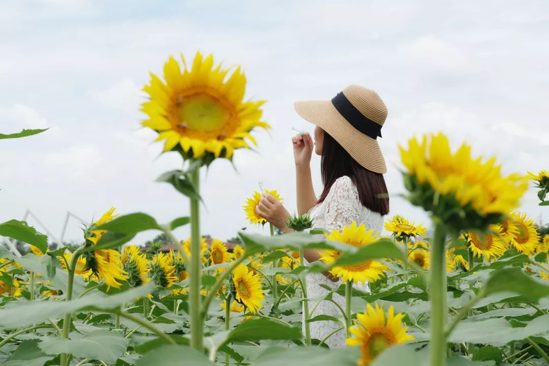 3m以下)門票,紅遍全宇宙的ins風花海!_向日葵