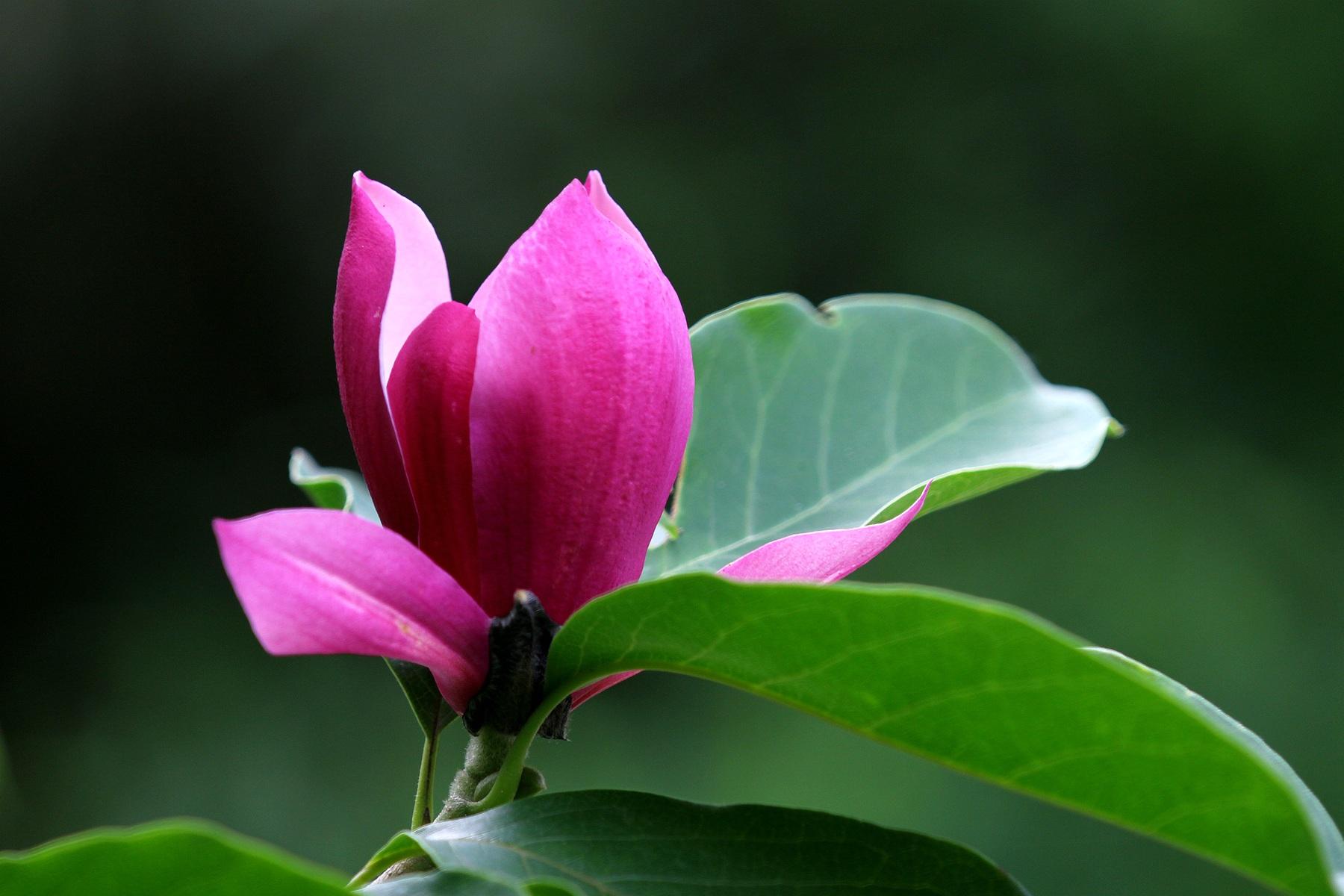 冰清玉洁 兰心蕙质来形容玉兰,你觉得适合吗?【花的名义】