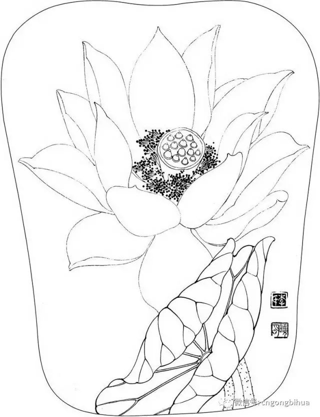 工笔素材丨工笔花鸟白描喜欢快收藏