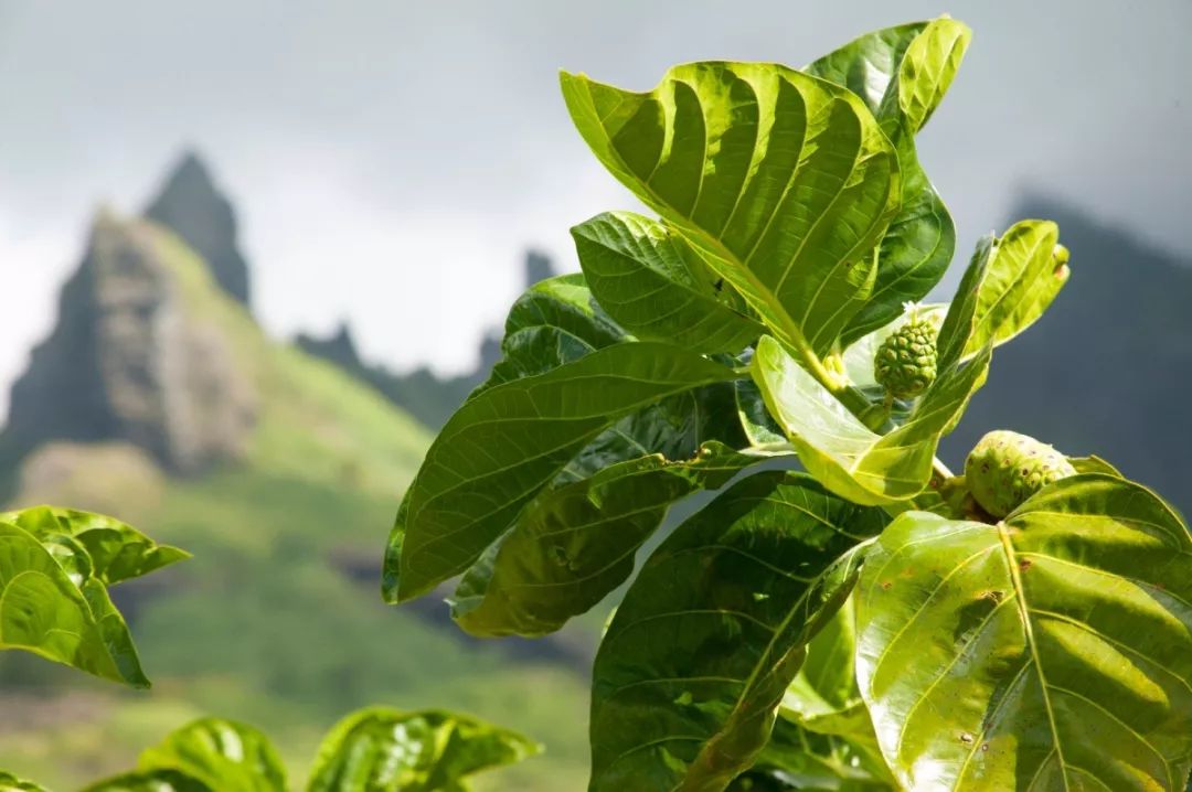诺资讯丨大溪地诺丽大自然的绿色奇迹