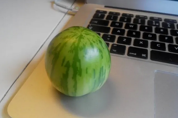 伪装者坚持做别人的水果