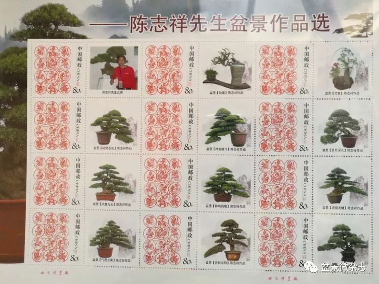 【盆景万象】第十一期 陈志祥的盆景艺术_中国