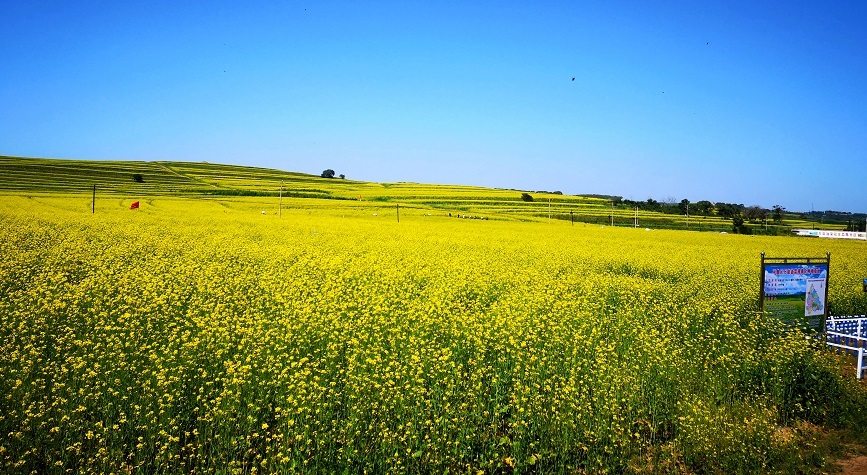 平鲁区万亩油菜花海醉游人