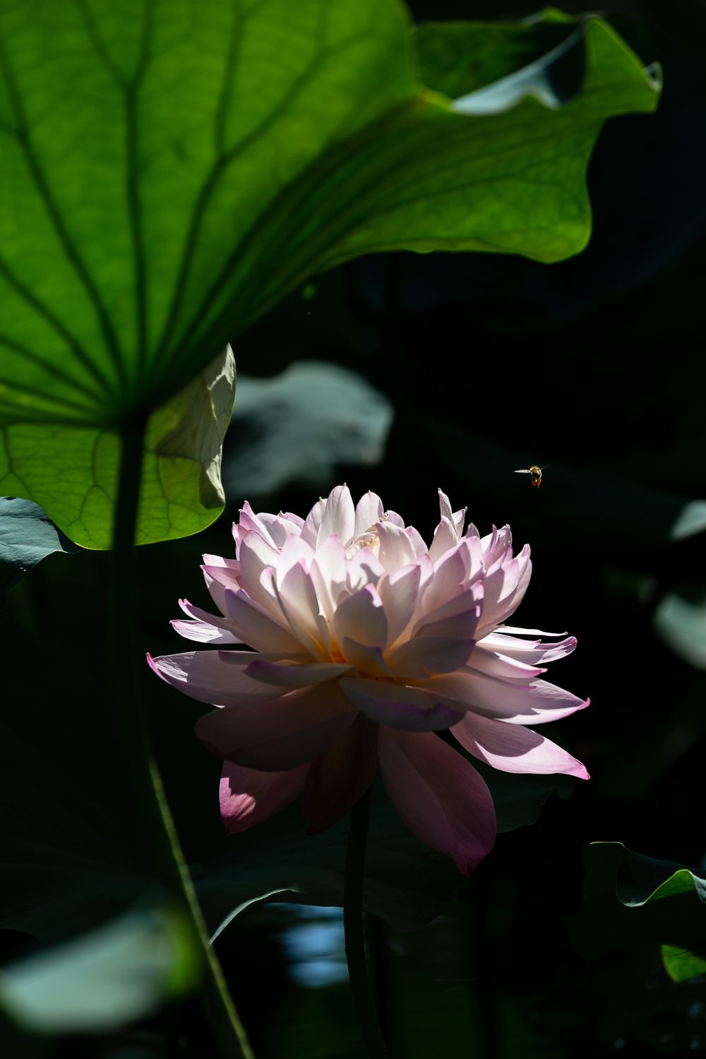 日湖最靓时刻在卯时逆光系荷花走一波