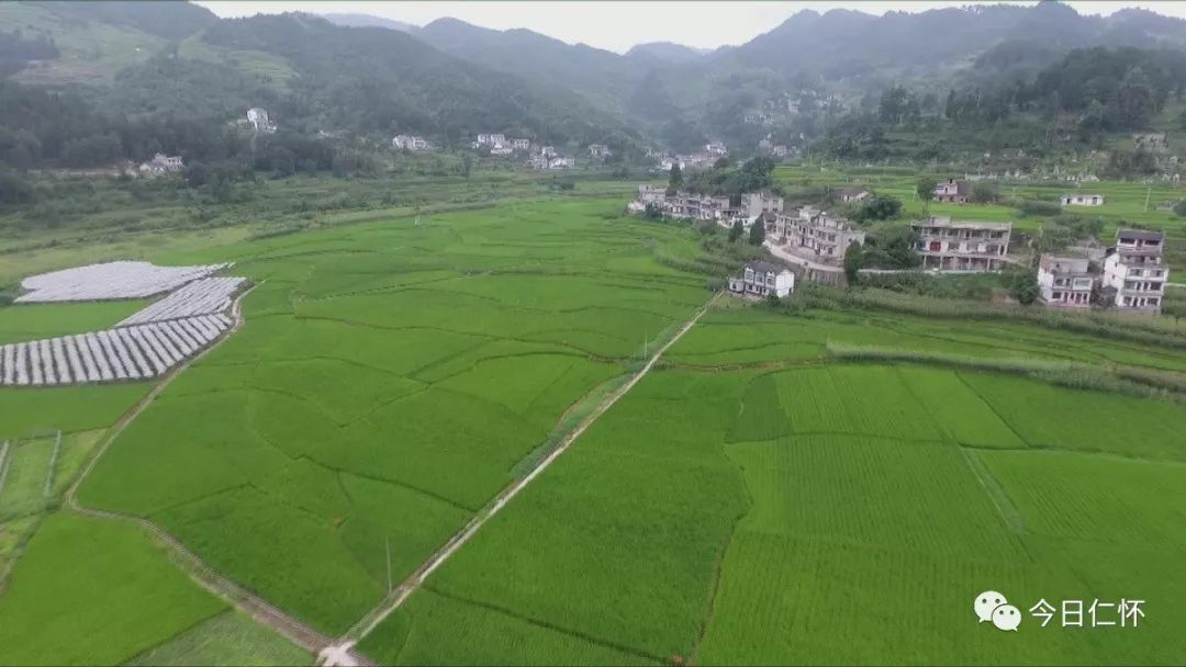 作为仁怀"鱼米之乡"的九仓镇,水稻一直是该镇的主打产业之一.