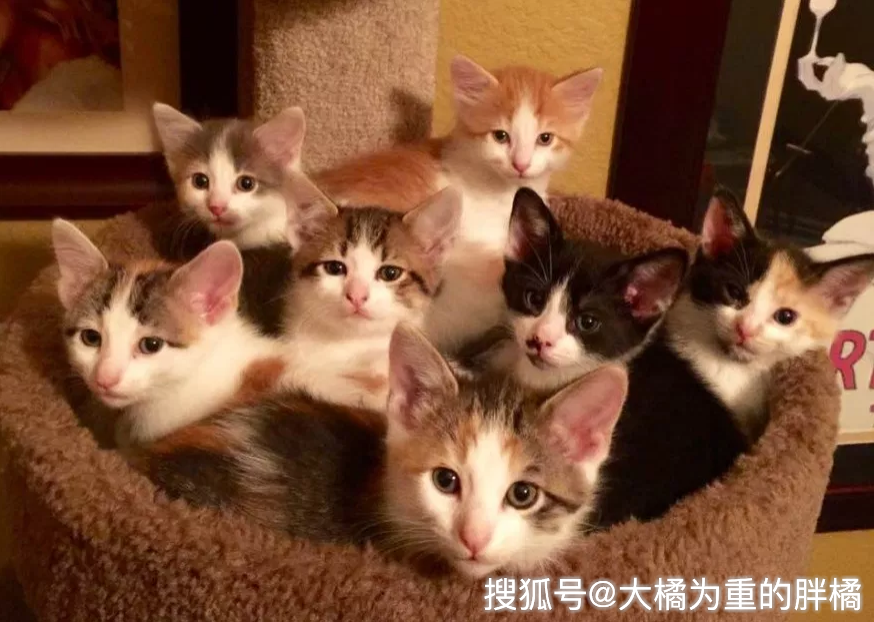 原创邻居送来5只小猫宠主本想拒绝刚生完4只小猫的母猫却照单全收