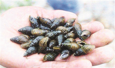 开化青蛳盘中的青螺碧玉