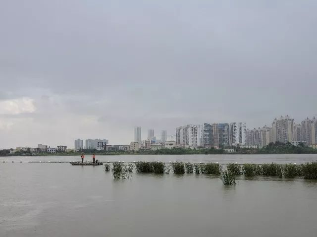 斗門人注意黃楊河溼地公園驚現鱷魚相關部門正在加緊巡查