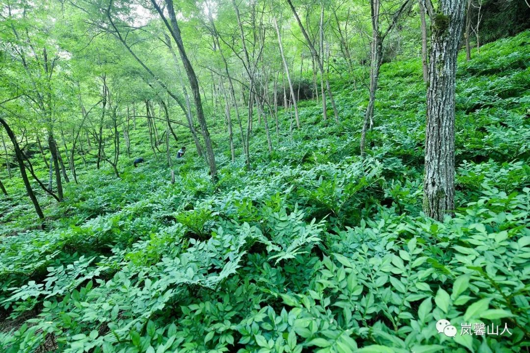 二,这是蒋家关三房沟林下魔芋园区.