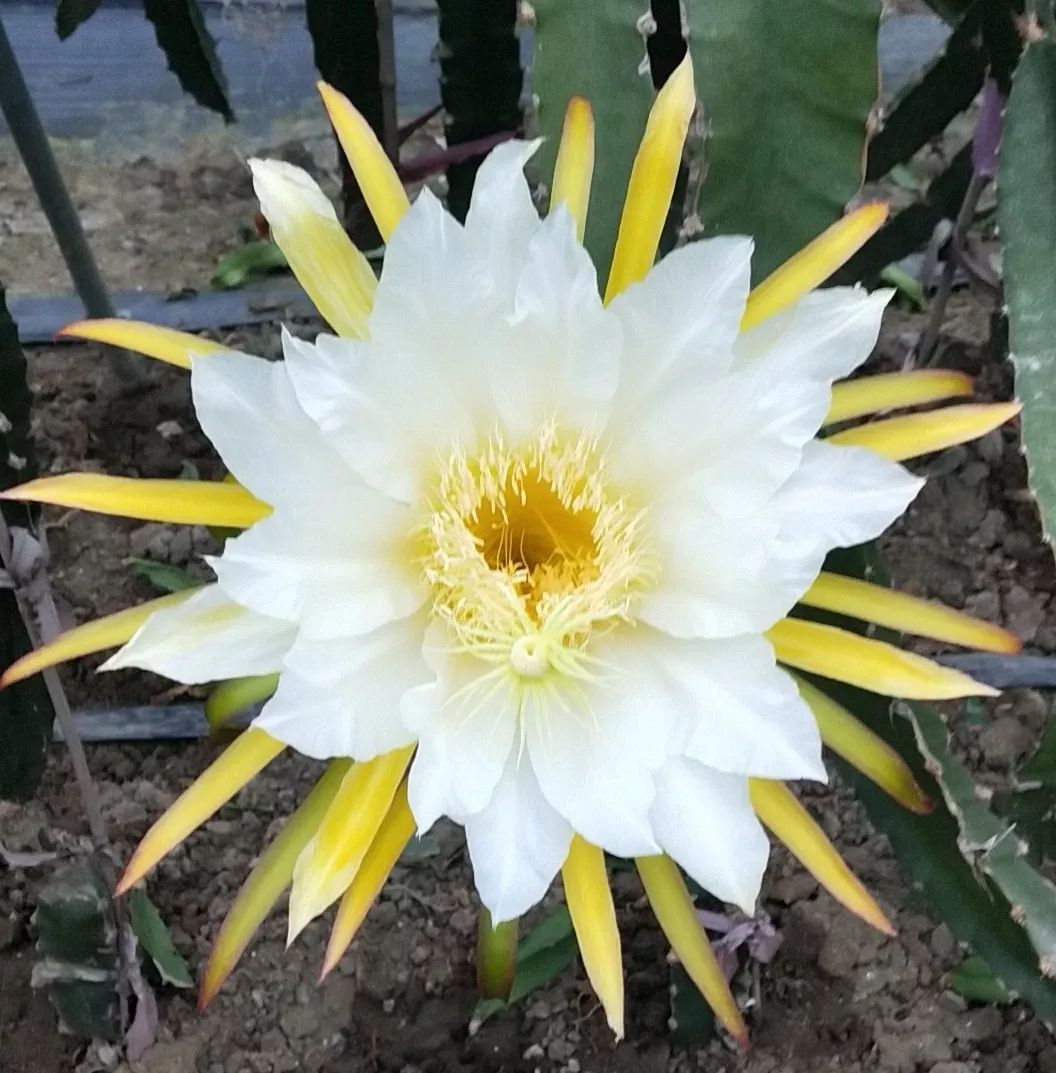 甜到犯规红心火龙果采摘你怎能错过