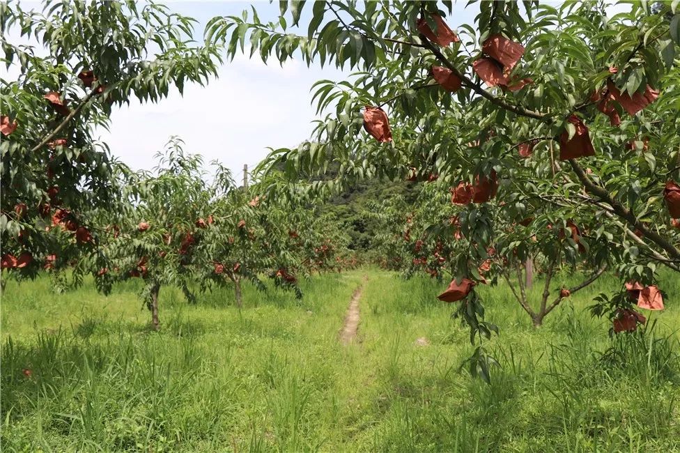 三都理溪黄桃熟了74免费采摘票全城派送!_桃子