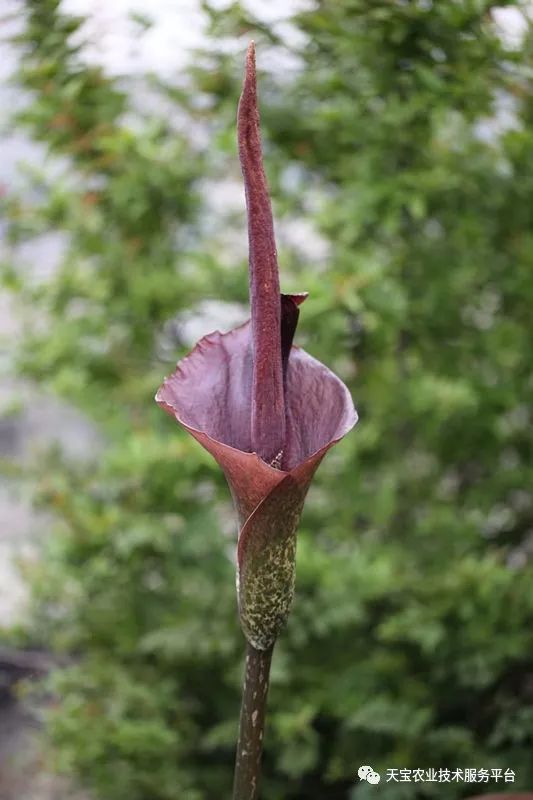 药食两用的魔芋为啥这么红