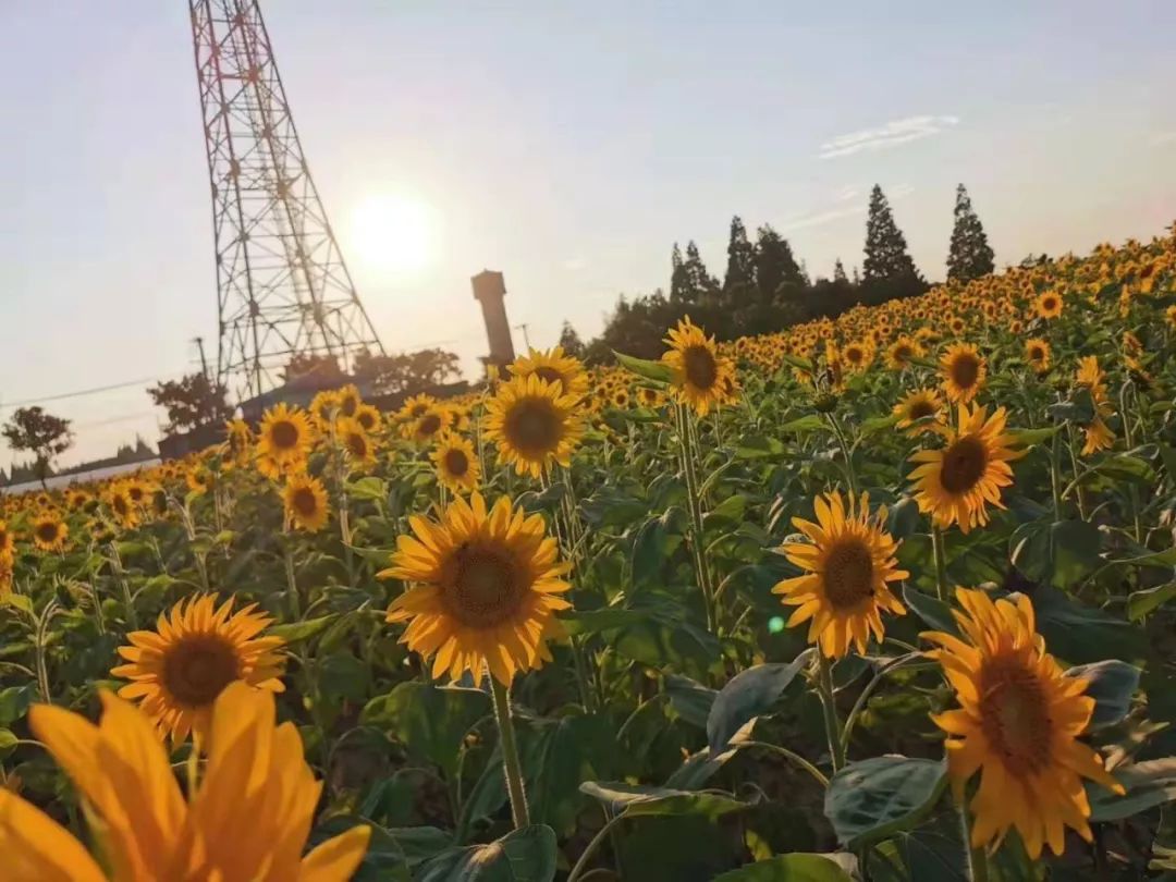 惊艳西渡新晋网红向日葵花海等你来撩