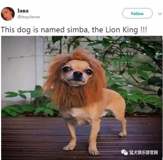 aubrie:忽略颜色,这才是最像狮子王的狗狗!