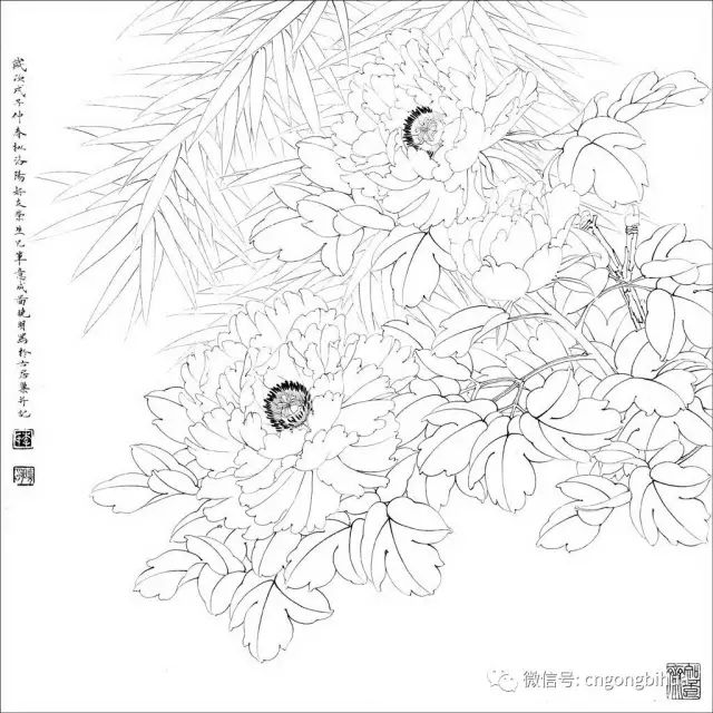 工笔素材丨工笔花鸟白描喜欢快收藏