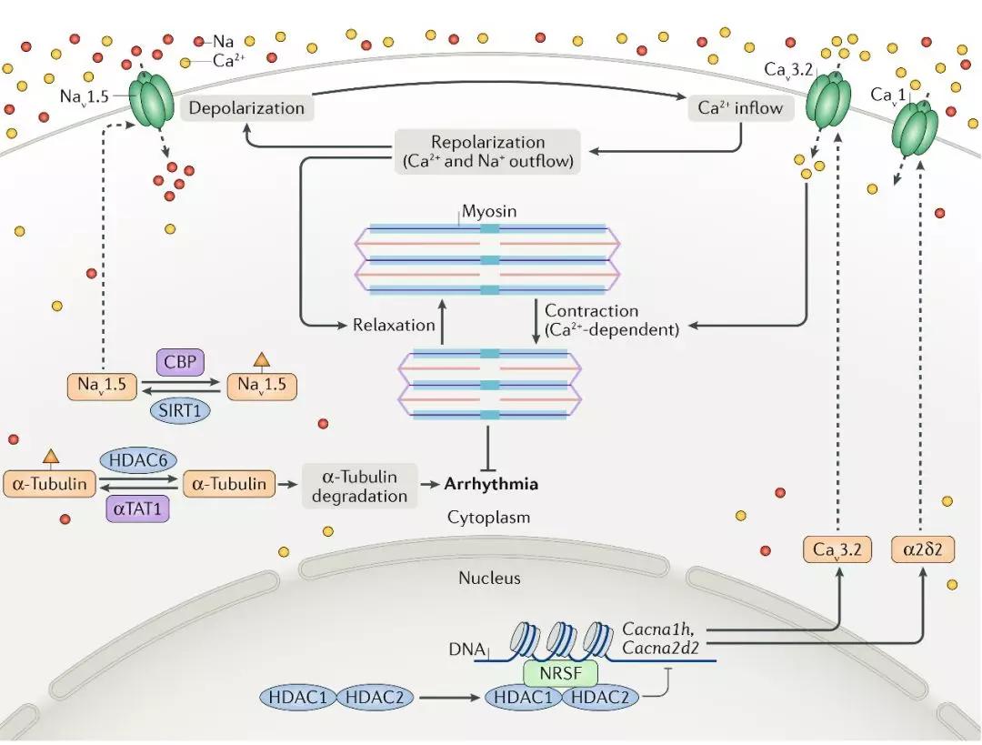 去乙酰化酶sirt1控制钠离子通道的定位,进而控制心率