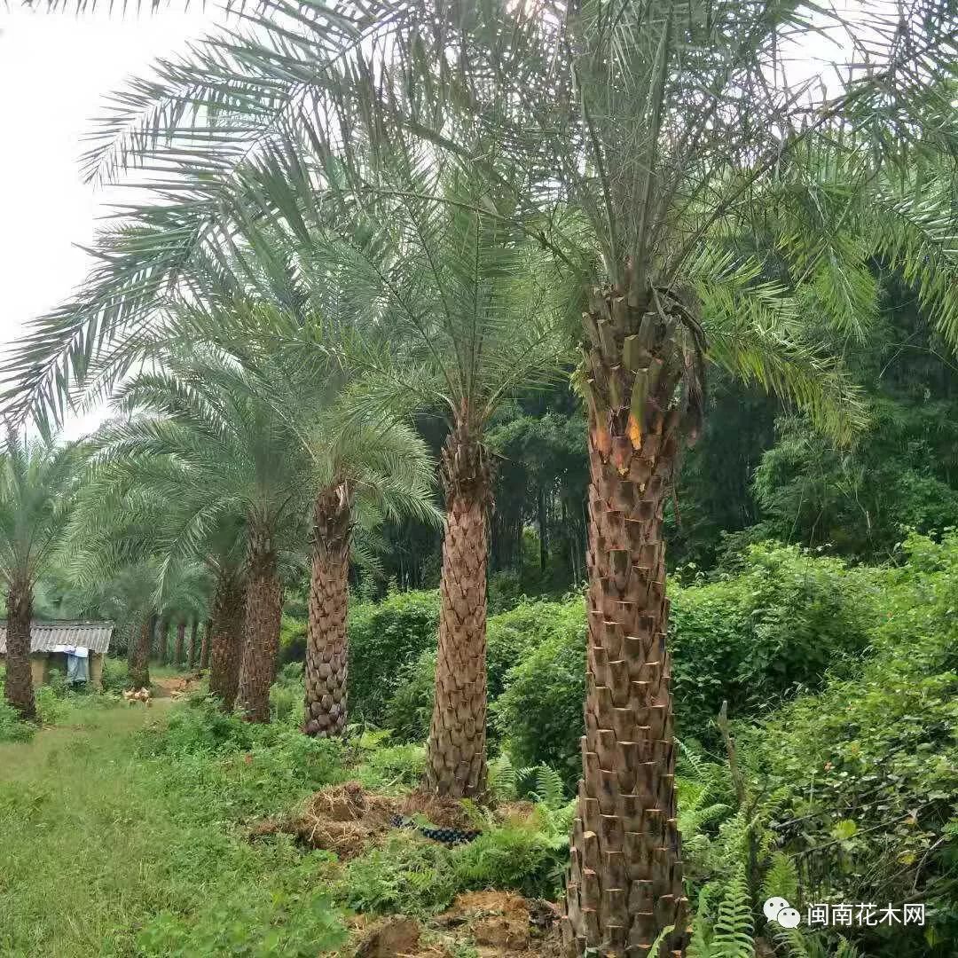 处理假植苗霸王棕布迪椰子丛生5杆小叶紫薇中山胡氏昊颖园林