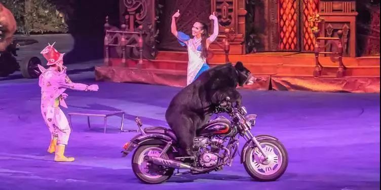 健康活泼,憨态可掬的黑狗熊在舞台上一改笨拙本色,化身体操运动健儿为