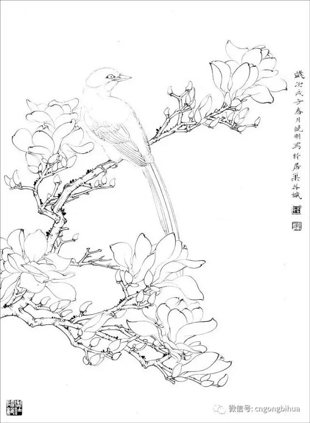 工筆素材丨工筆花鳥白描喜歡快收藏