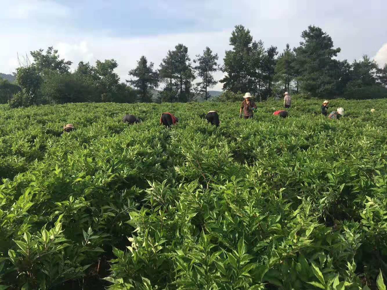 魔芋8月管理需知,这样做,高产丰收不是梦!