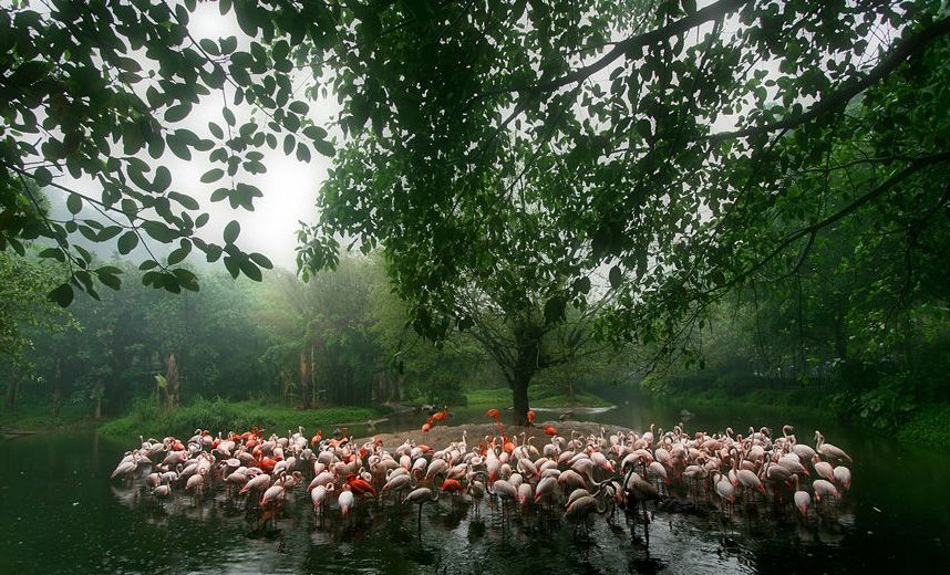 广州长隆野生动物园票价3.