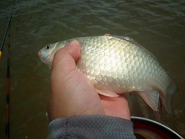 【钓友原创】自然水域垂钓,大蓝鲫·龙面杀威力不凡!