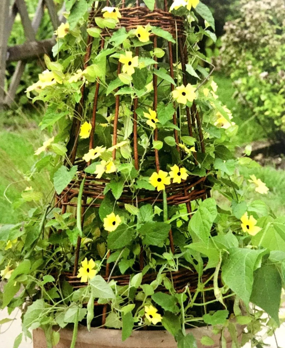 将蔓生的豆类蔬菜种在阳台上饱眼福养口福还遮阳