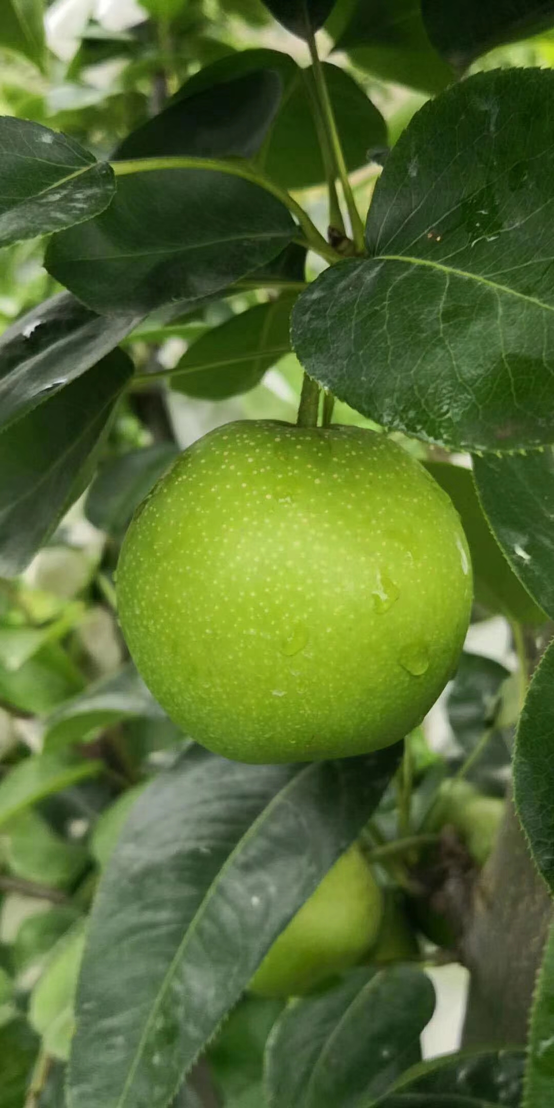 意大利黑梨苗品种介绍意大利黑梨苗特点抗寒