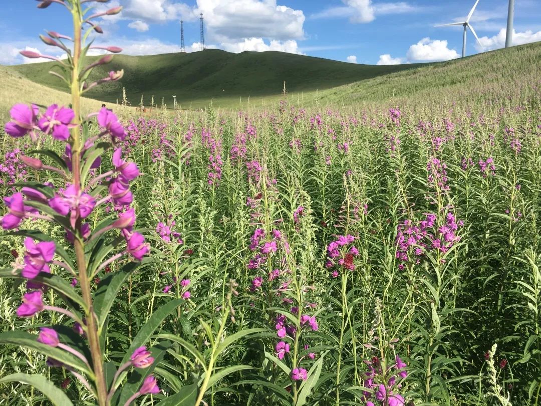 取一缕柳兰花的温柔送你