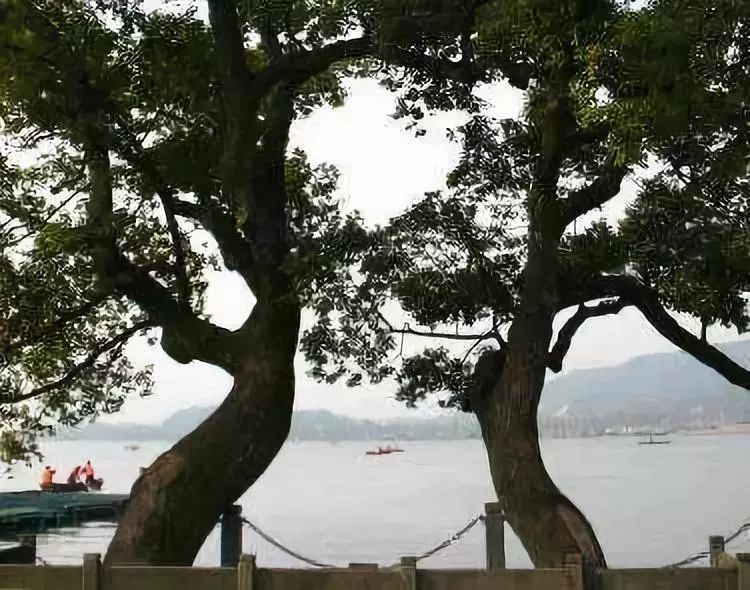 罕见情人树从未见过的深情