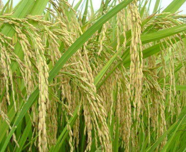 9米高的巨型稻_水稻