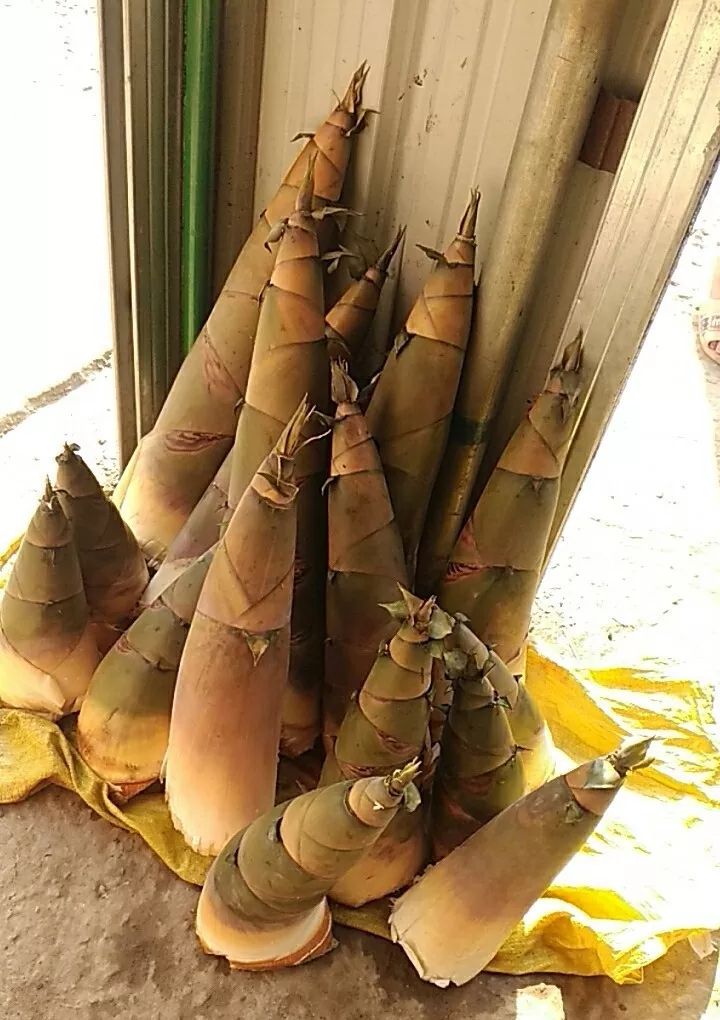 横县这山货正大量上市看完口水都流了