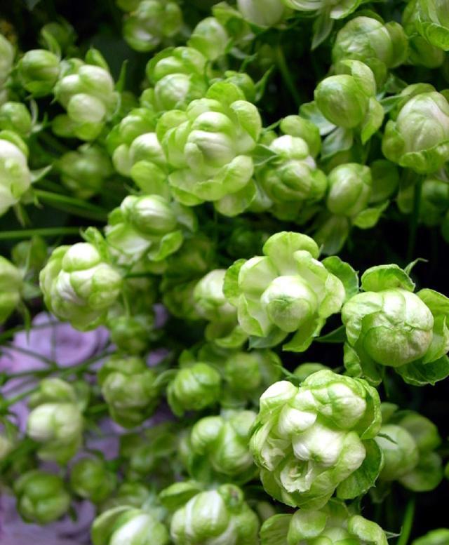 最不像月季的月季花色翠绿花开爆盆插土就能活阳台党必备