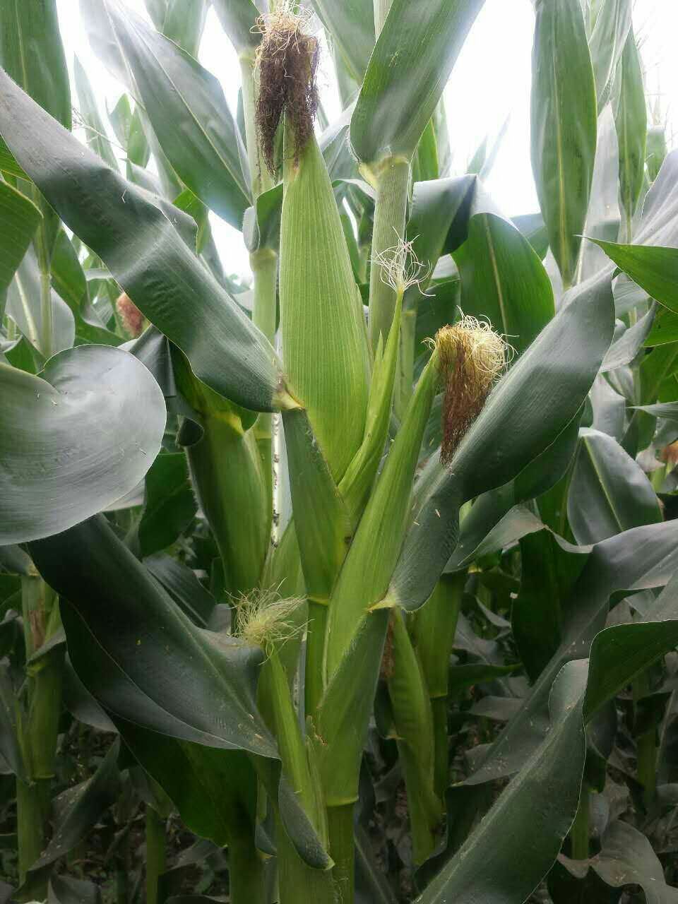 玉米多穗形成主要原因及正确处理方法