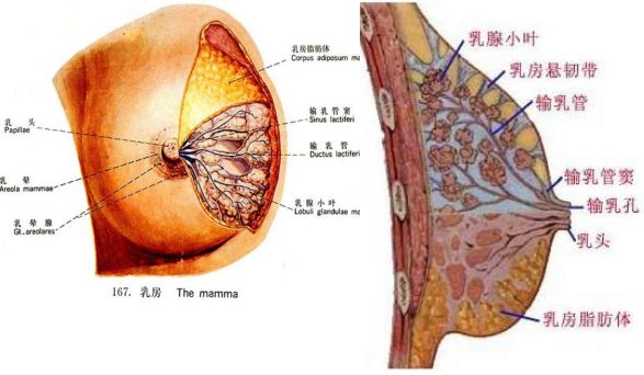 乳腺管分布图片