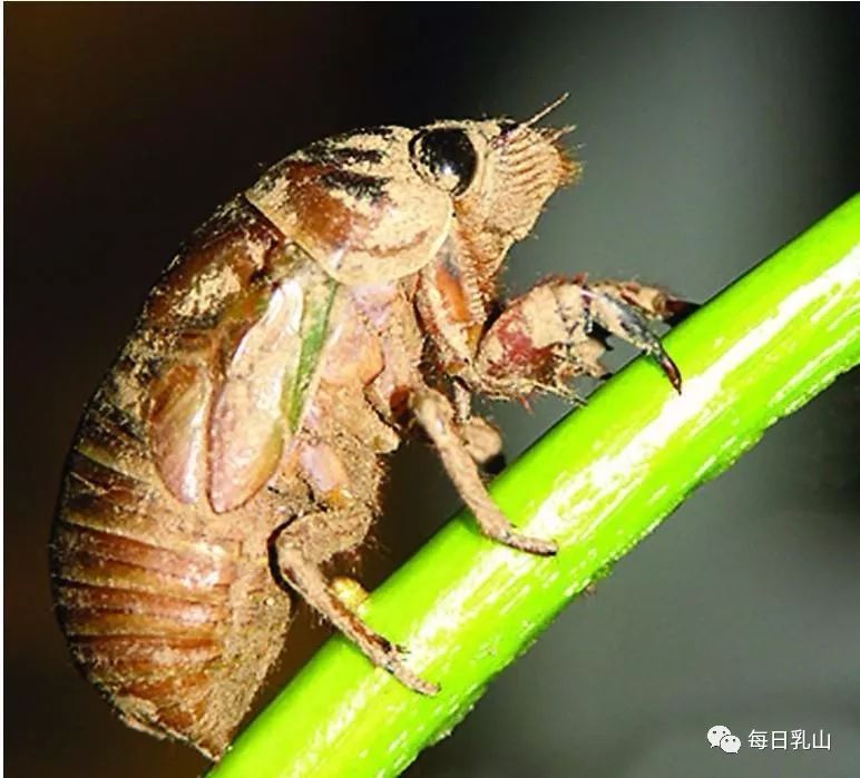 身上起红疙瘩,呼吸困难以胃肠道不适等现象都是吃知了猴有可能导致的