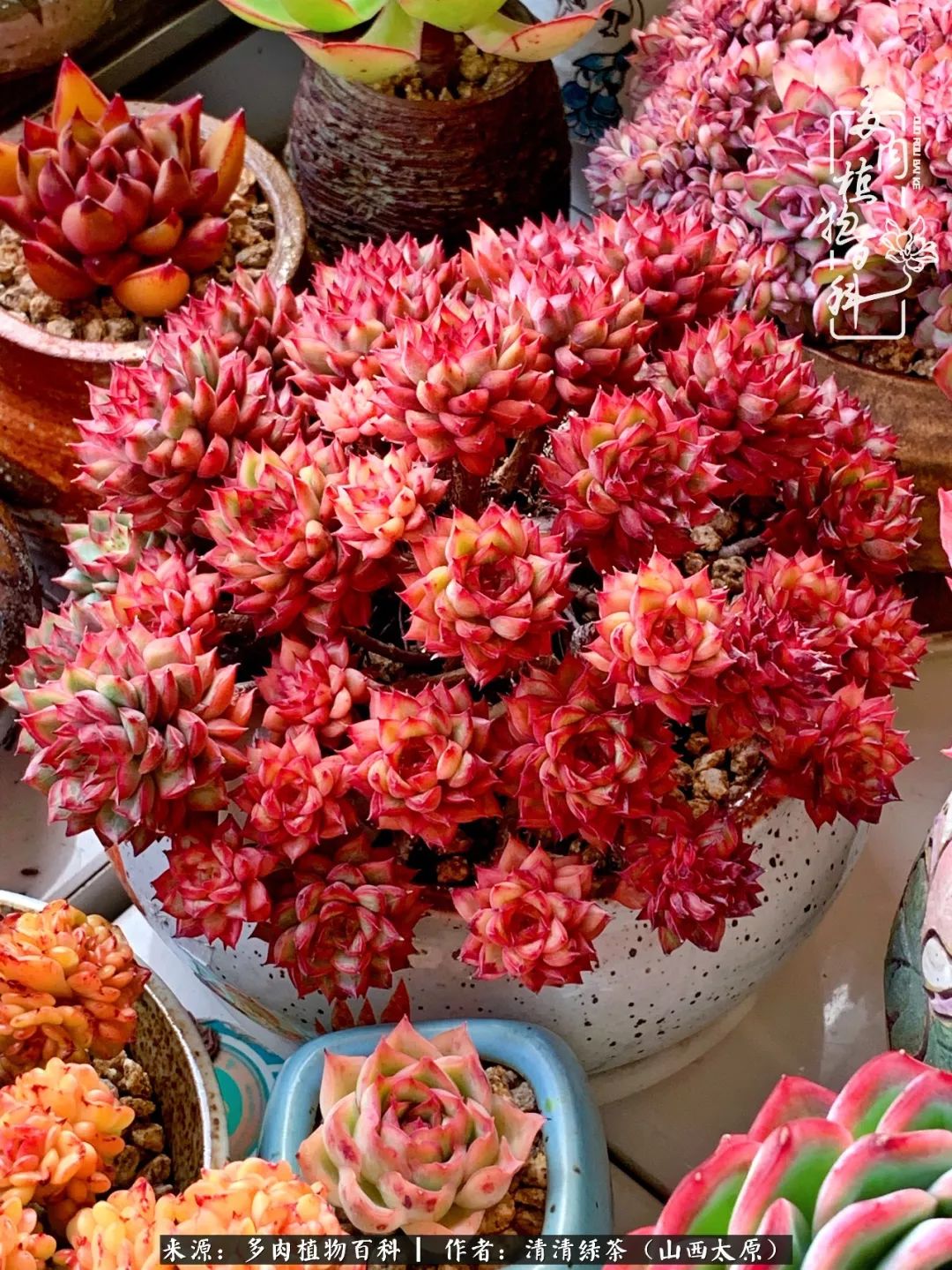 无论岁月怎样变迁我依然固守着我的多肉桃花源