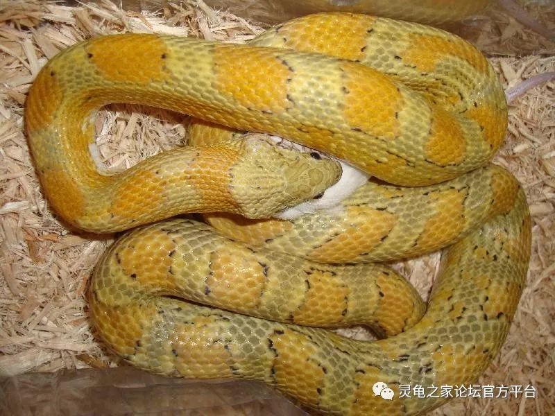 玉米蛇的种类图片