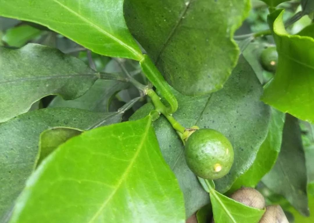 雨多树弱当心柑橘砂皮病爬满你的果