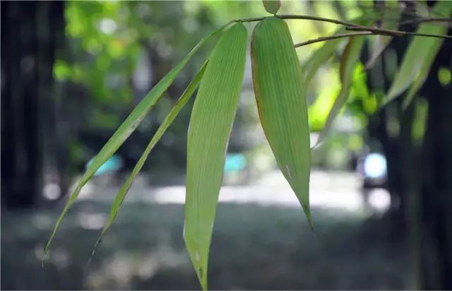 竹种类沙罗单竹