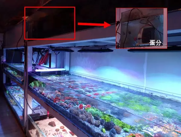 想在家里玩个珊瑚缸先了解下适合海缸的过滤系统吧