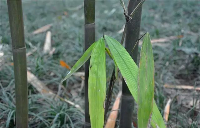 竹种类沙罗单竹