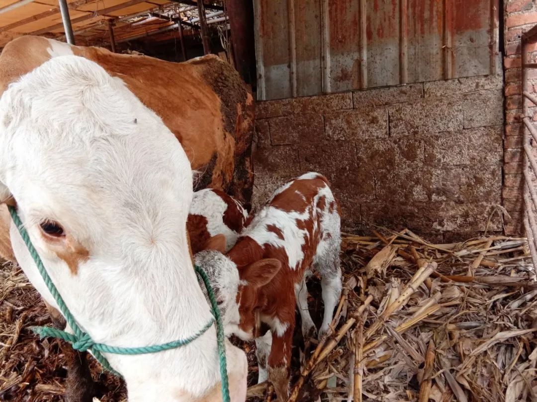 罕见:金牛镇一农户饲养母牛再产双胞胎