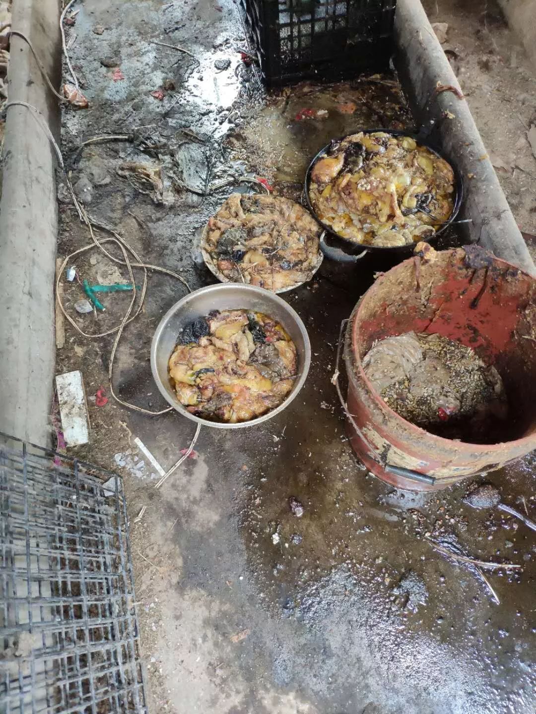 原创地下宠物场成猫狗地狱如此黑市岂能放任