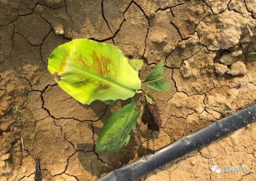 土壤板结的改良措施,学到就是赚到!